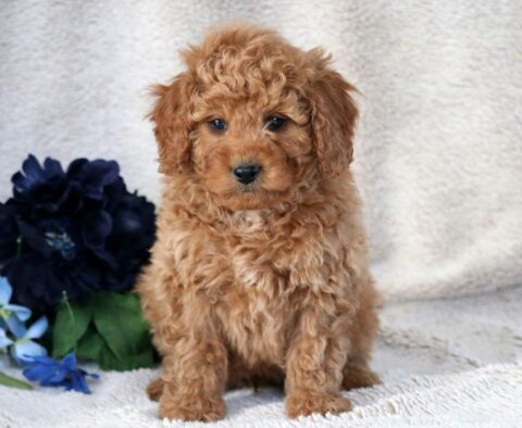 Washington Mini Bernedoodle