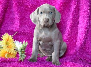 Weimaraner