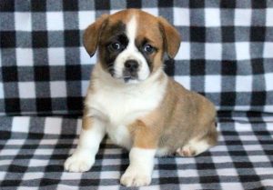 welsh corgi mix puppies for sale
