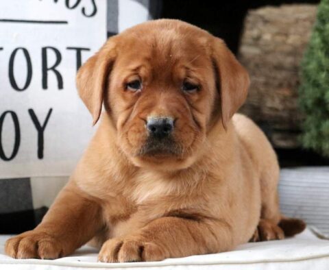 Wes Fox Red Lab