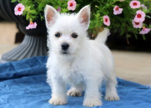 westie puppies for sale