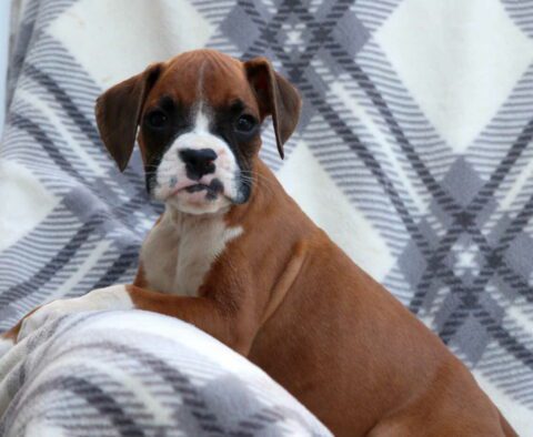 Whiskey Boxer2