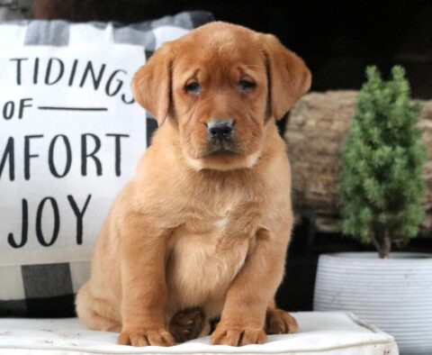 Whitney Fox Red Lab