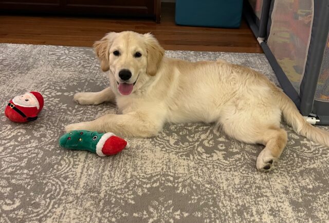 Willow Golden Retriever