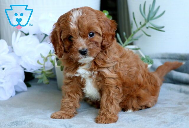 Willow Cavapoo 1-001