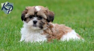havashu puppies for sale