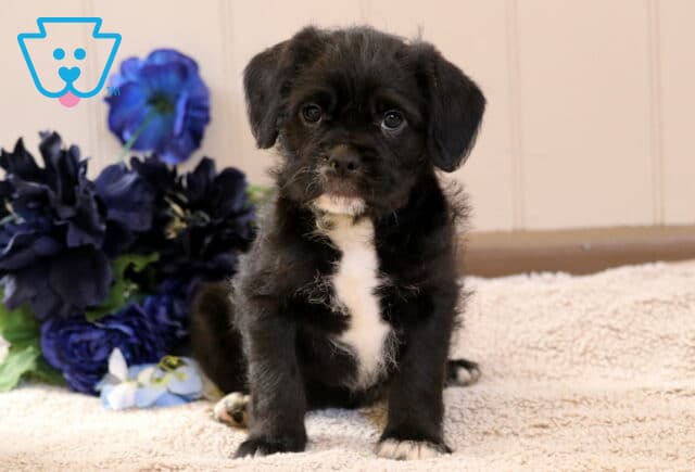 Willy Frenchiepoo image