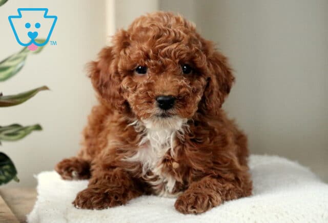 Wilson Mini Poodle3 image