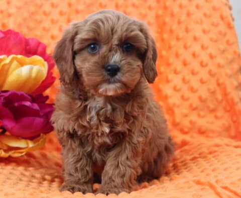Winks Cavapoo