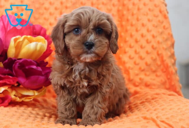 Winks Cavapoo image