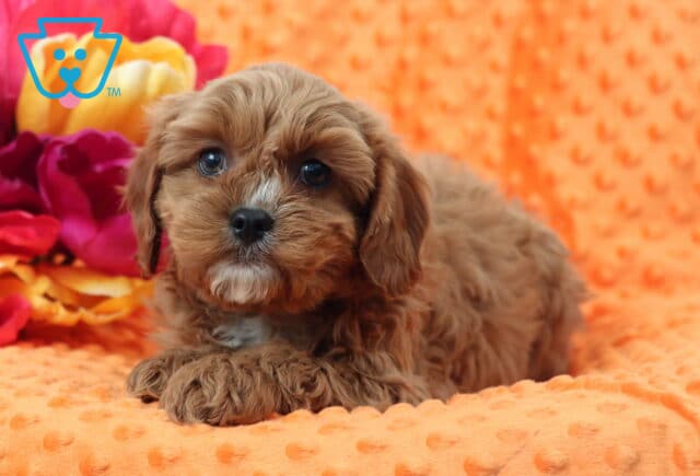 Winks Cavapoo2 image