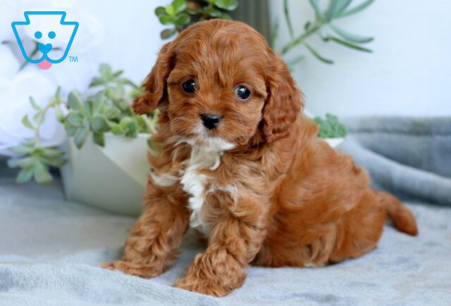 Winnie Cavapoo 1-001