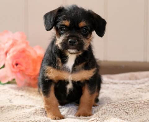 Winnie Frenchipoo