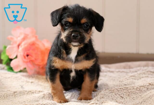 Winnie Frenchipoo image