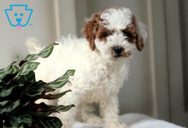 Winston Mini Poodle image