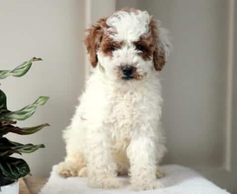 Winston Mini Poodle2