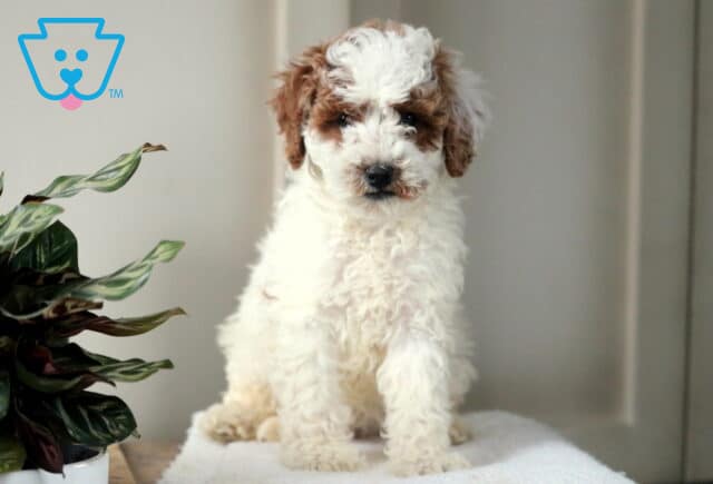Winston Mini Poodle2 image