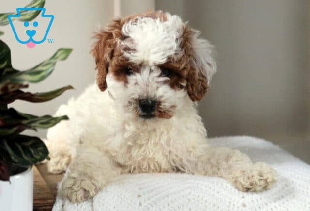 Winston Mini Poodle3 image