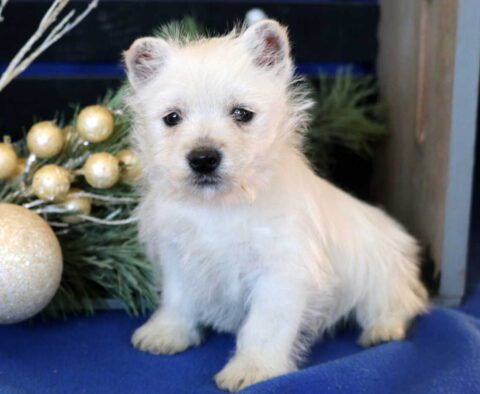 Winter Westie