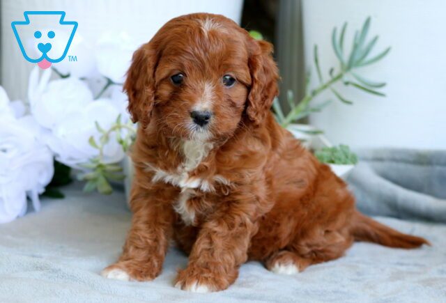 Wish Cavapoo 1-001