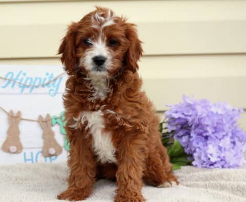 Wish Cavapoo