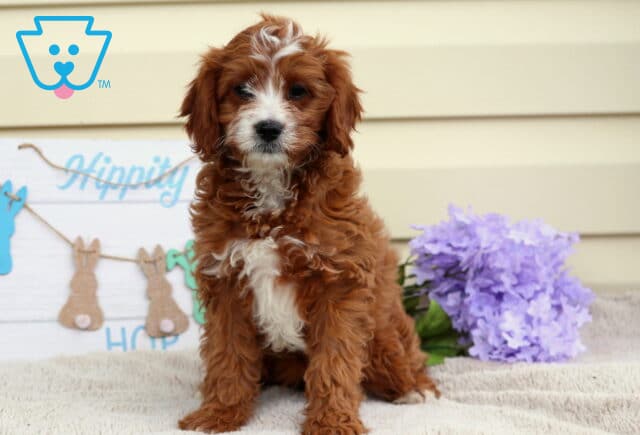 Wish Cavapoo image