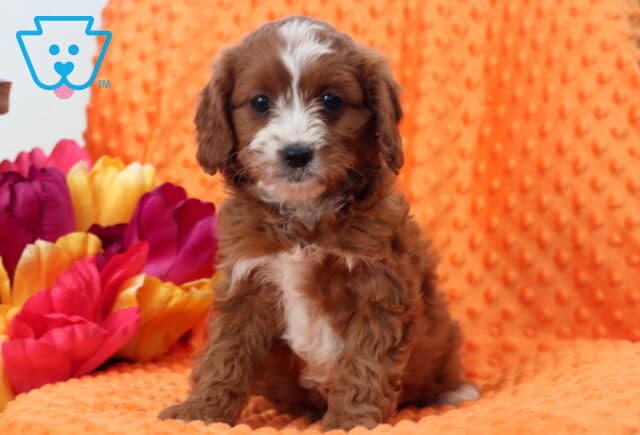 Wish Cavapoo image