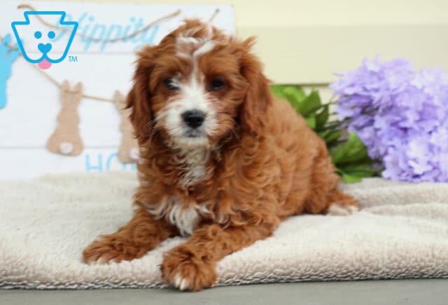 Wish Cavapoo2 image
