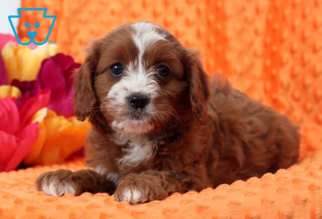 Wish Cavapoo2 image
