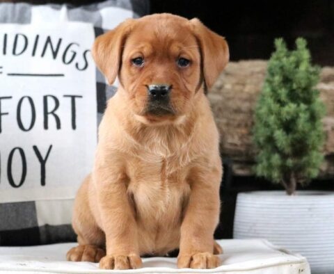Wishes Fox Red Lab