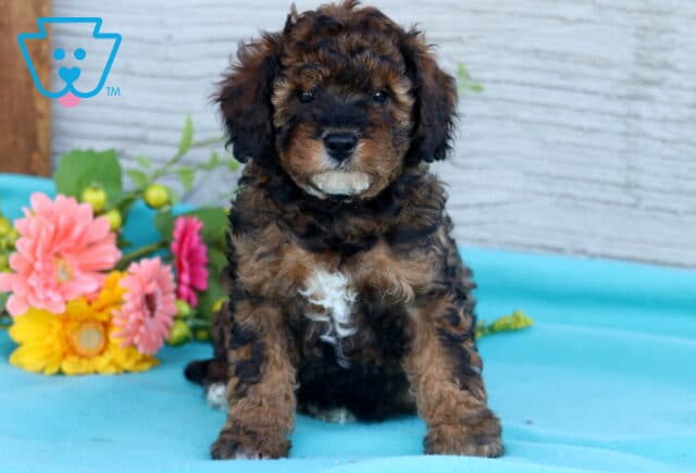 Wishes Mini Poodle image