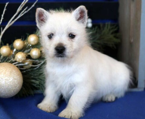 Wolly Westie