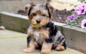 yorkie mix puppies for sale