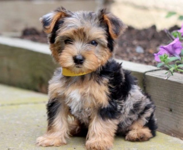 yorkie mix puppies for sale