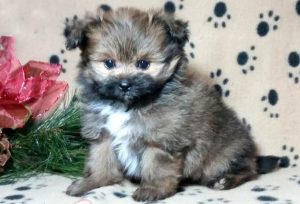 Yorkie Pom