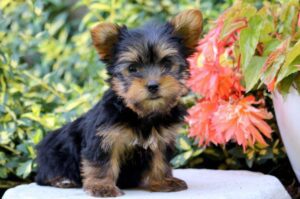 Yorkie