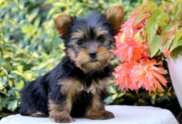 Yorkie1