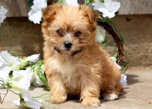 Yorkiechon puppies for sale