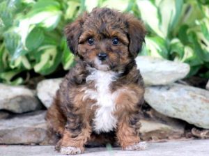 yorkiepoo puppies for sale