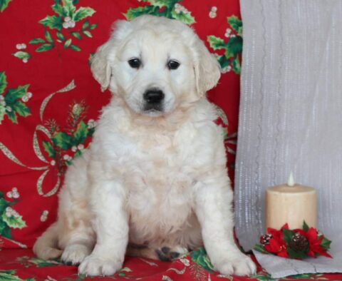 Zane Eng Cream Golden2