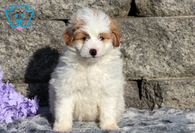Zane Pomapoo image