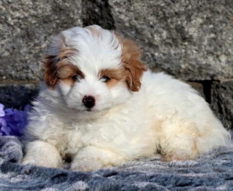 Zane Pomapoo2