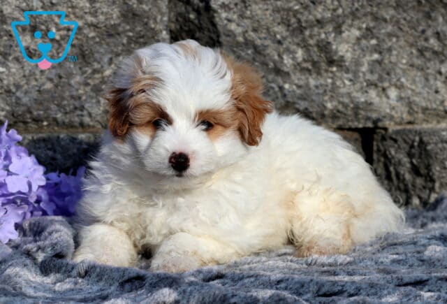 Zane Pomapoo2 image