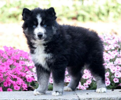 Zara Pomsky