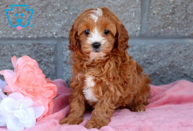 Zelda Cavapoo 1-001