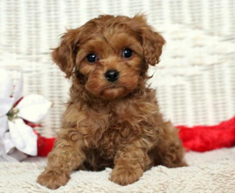Zelda Cavapoo
