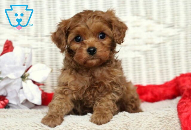 Zelda Cavapoo image