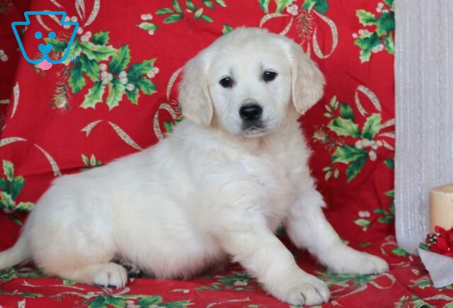 Ziggy Eng Cream Golden image
