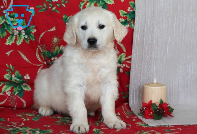 Ziggy Eng Cream Golden2 image