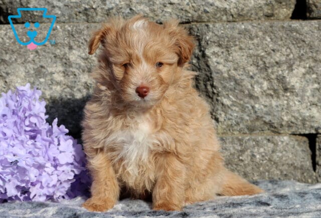 Ziggy Pomapoo image